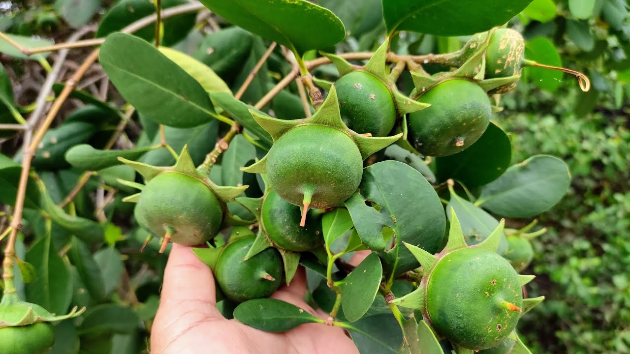 Fruit Foraging Melakka Gateway Sand Bar - Mangrove Apple, Puzzlenut and Big Otter