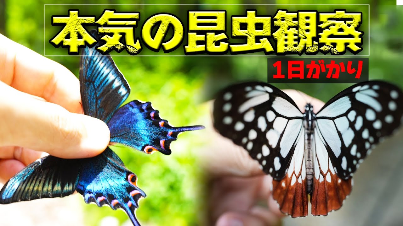 虫取りのプロならミヤマカラスアゲハを採らせてあげられるはず