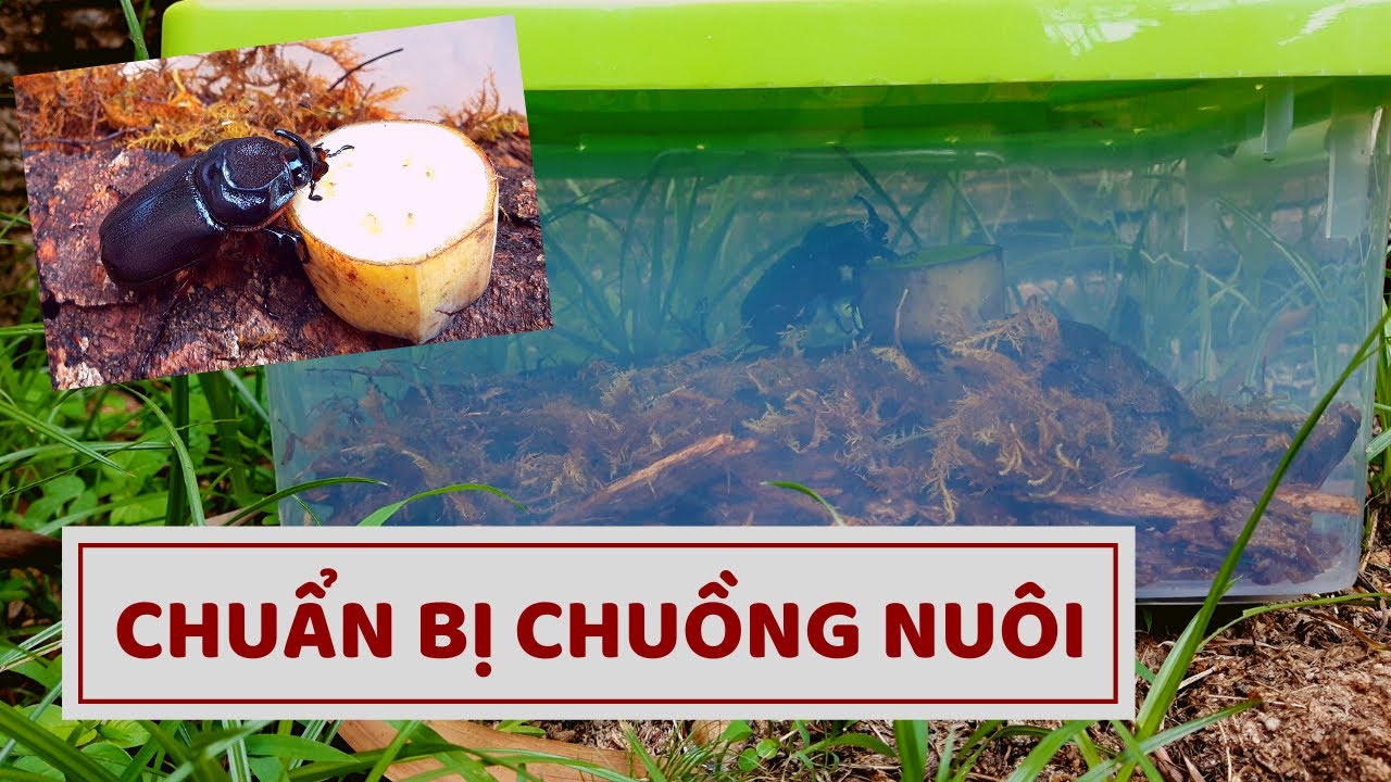 CHUẨN BỊ CHUỒNG NU&Ocirc;I BỌ C&Aacute;NH CỨNG
