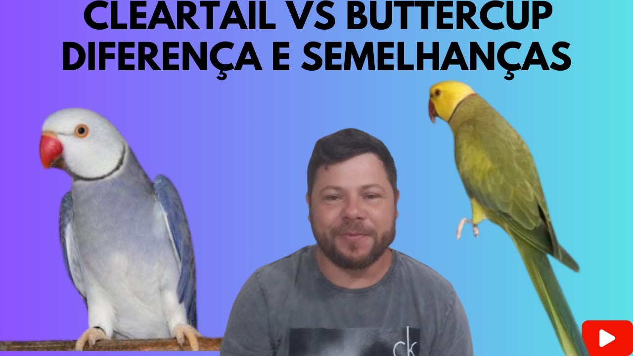 RING NECK CLEARTAIL VS BUTTERCUP