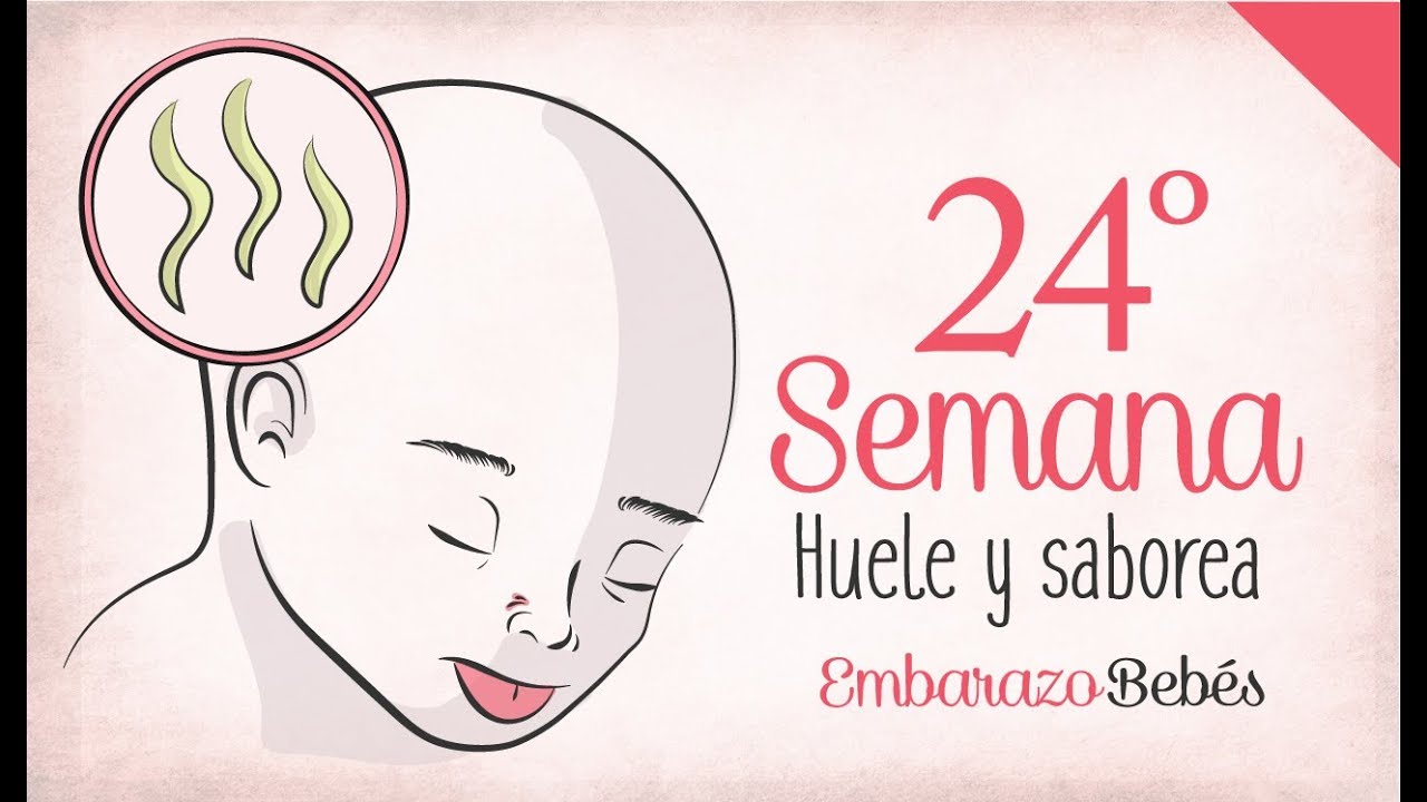 SEMANA 24 de #Embarazo | 6º Mes | Semana a semana