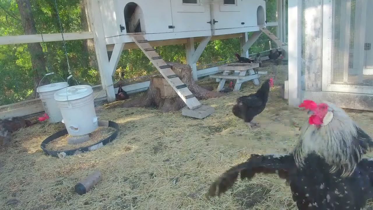 LIVE Chicken Cam - Chicken Coop Cam - Live Animal Cam - Chicken Live Stream 