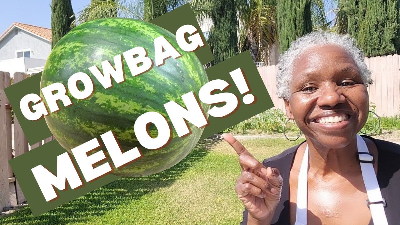 How to Grow Melons In a Small Space