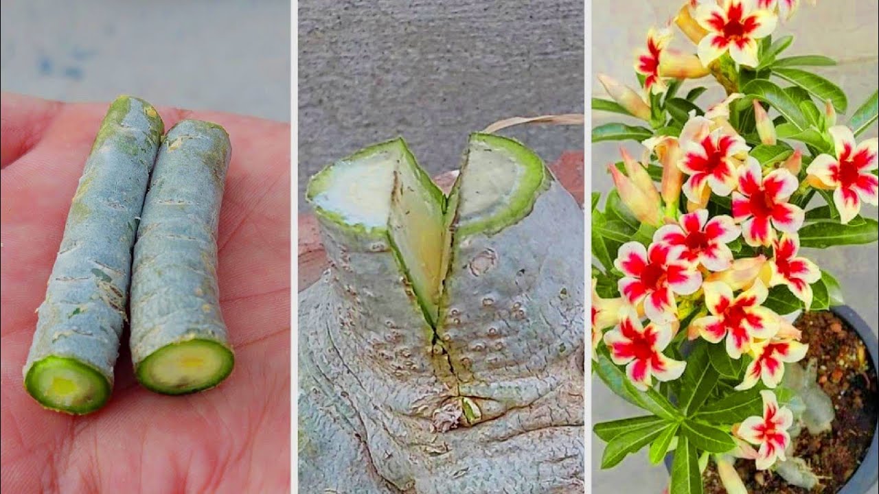 Adenium Plant Grafting Complete Video Tutorial | Best Technique To Desert Rose Plant In 2025