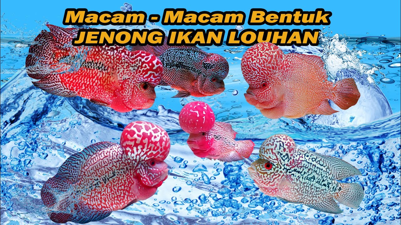 MACAM MACAM BENTUK JENONG IKAN LOUHAN