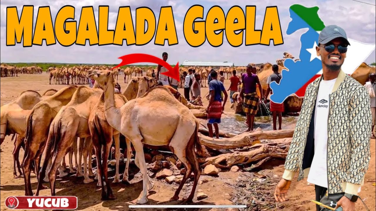 Magaladan qof aan geel lahayn 🐪 kuma noola…?😱🤔