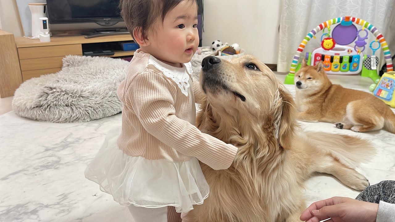 0歳児にバイバイと手を振るとお別れすると勘違いして焦り始める豆柴とゴールデンレトリバー