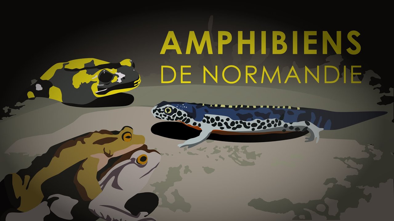 Des Dragons dans nos Régions !