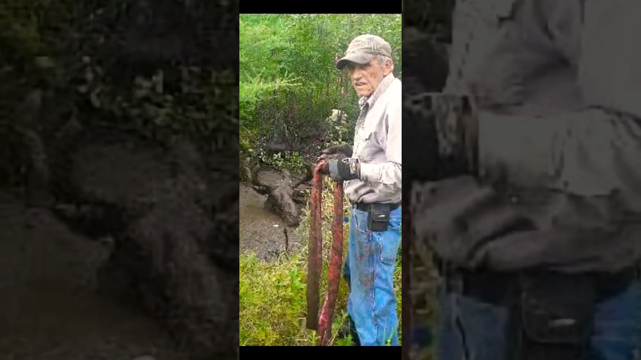 A muddy moose was rescued. #moose #mud #rescue #shorts