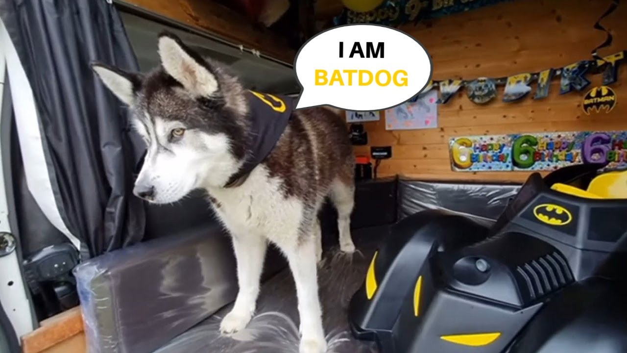 Husky Super Hero Batdogs Finest Moments