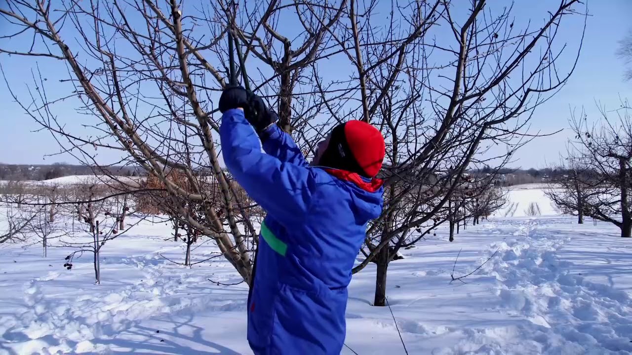 Обрезка яблонь, часть третья, программа UMN Extension.