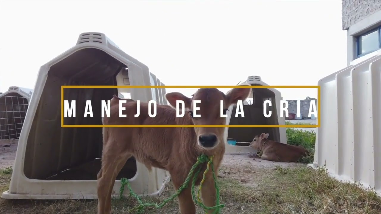 Crianza de Reemplazos, Actividades de Manejo