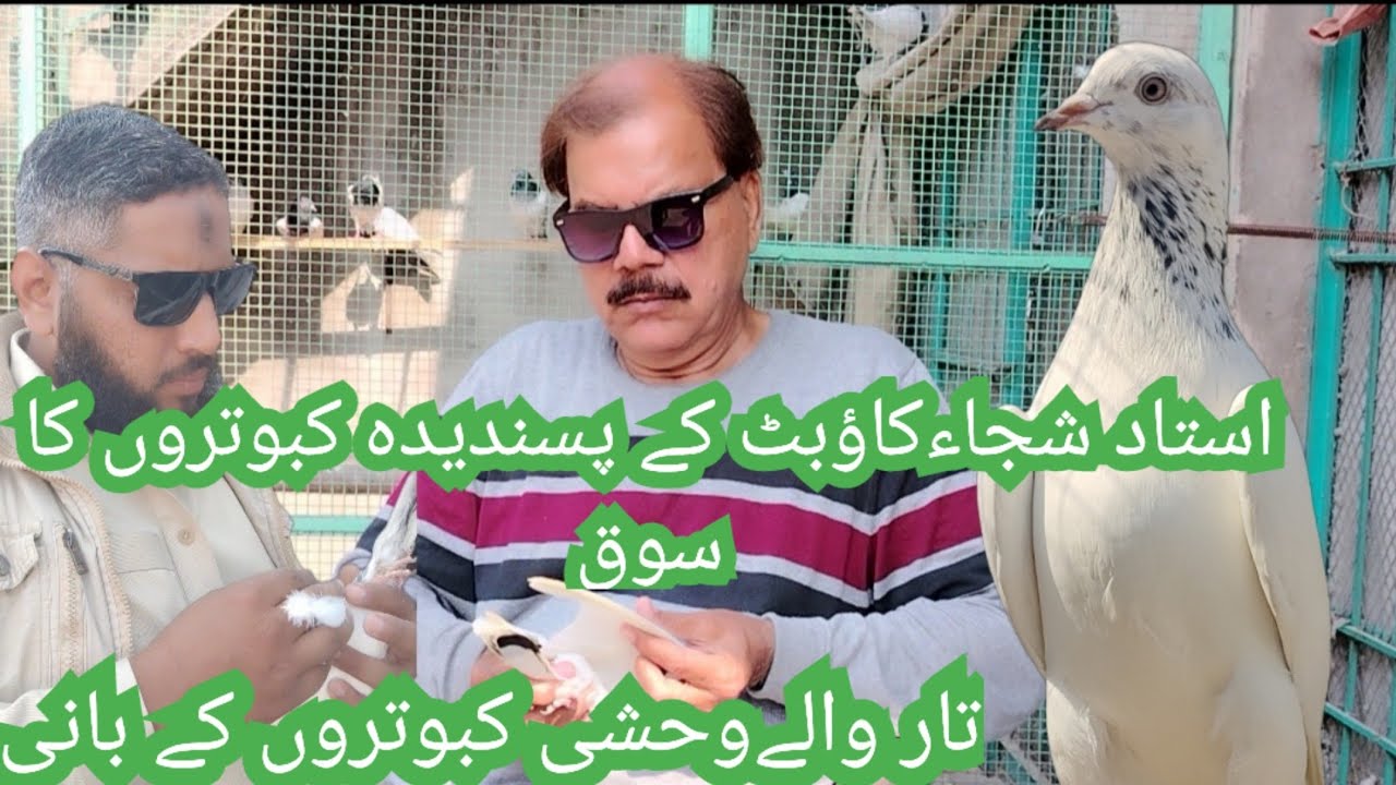 Ustad koaw butt k taar waly or weshii champion kabutro ka complete shok