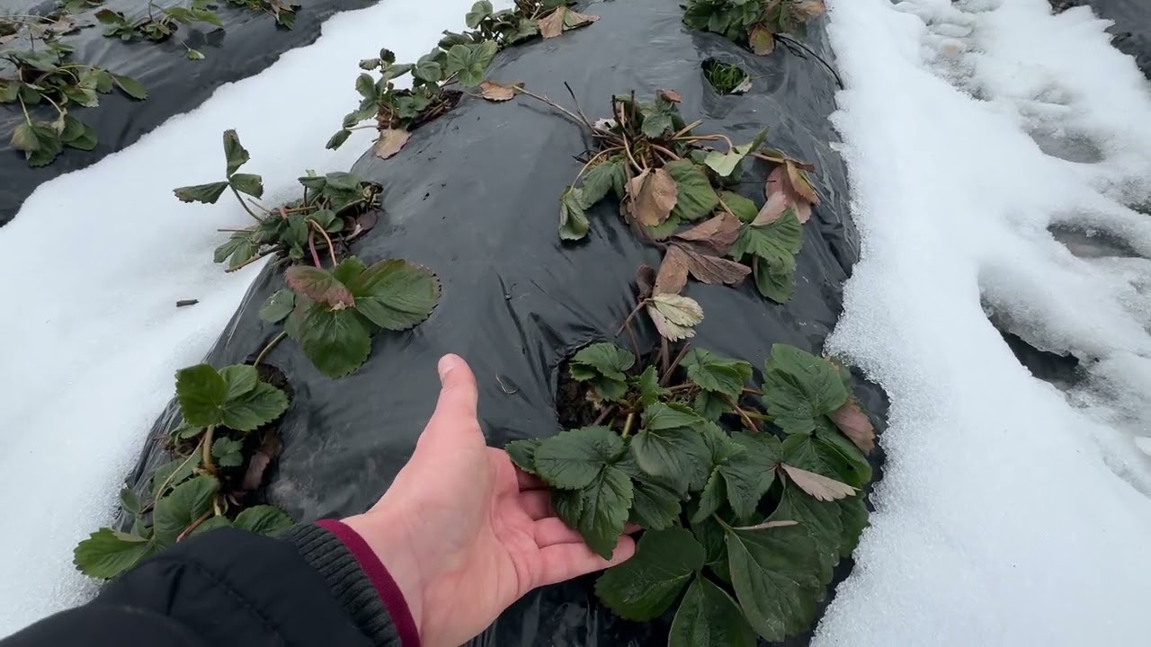 Сезон 2026 розпочато! Розсада перезимувала суперово 👍🏻