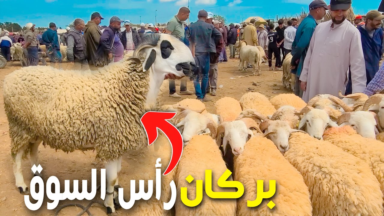 هذه أثمنة الأكباش بالسوق الأسبوعي بمدينة بركان خروف العيد بالجهة الشرقية LE PRIX DU MOUTON À BERKANE