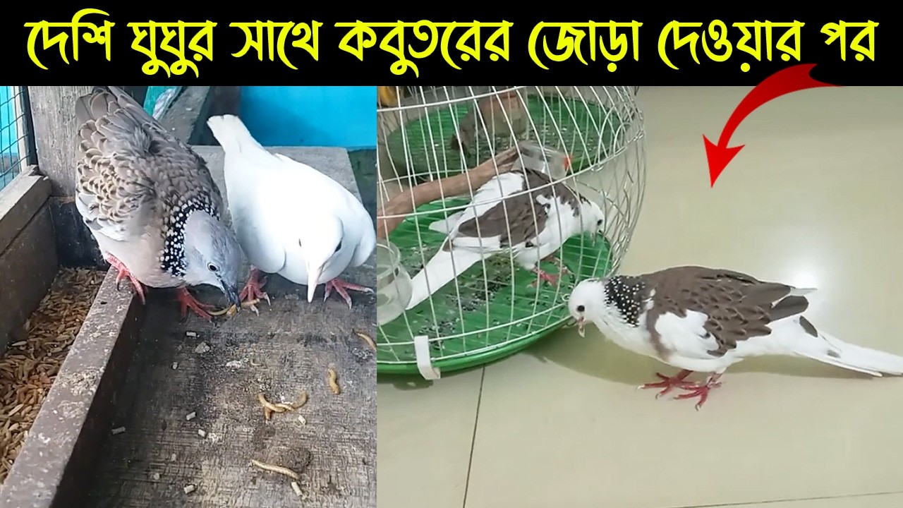 বন্য ঘুঘুর সাথে কবুতর জোড়া নিলো |Bird story-231| The Life Story of Spotted Dove Bird & Pigeon #ঘুঘু