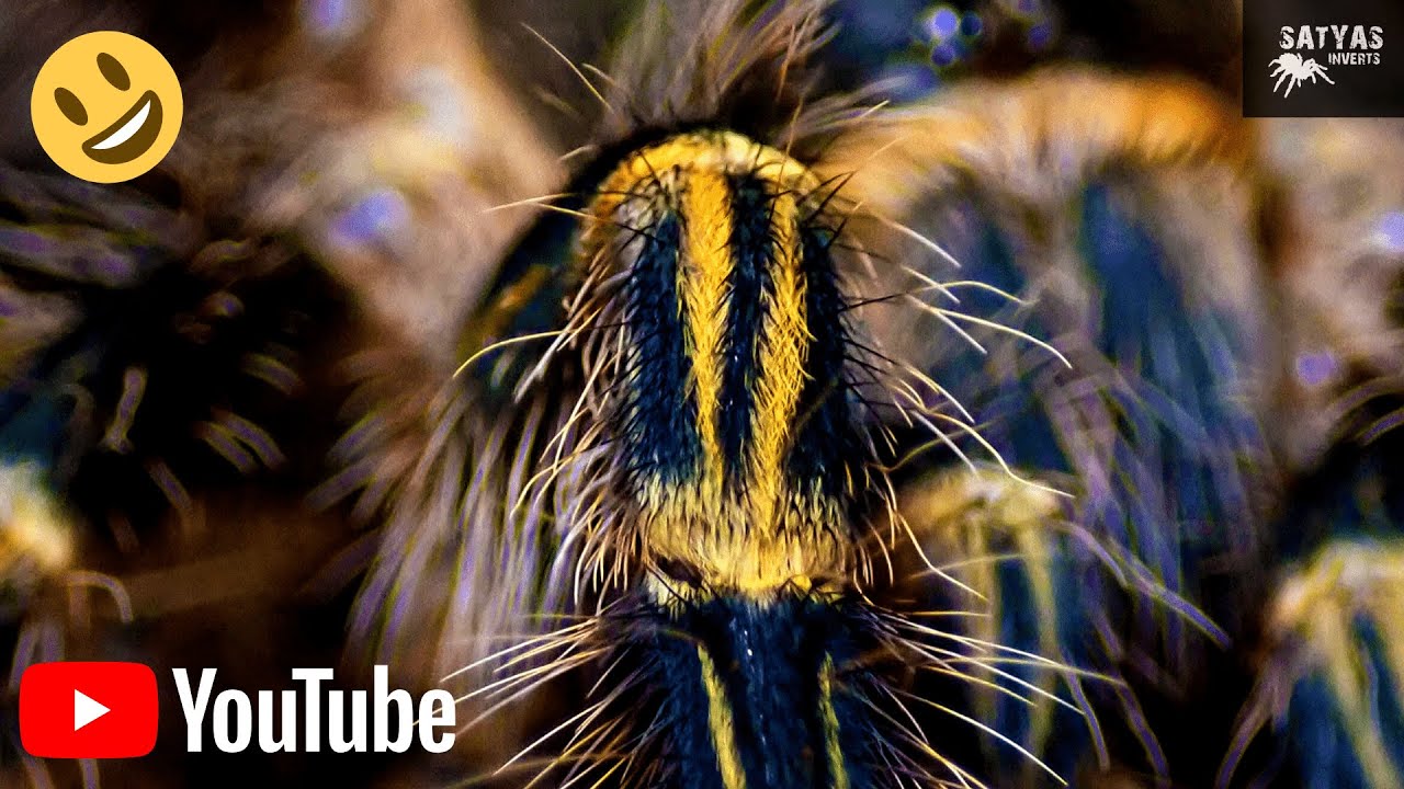 Grammostola pulchripes (Chaco golden knee Tarantula) Molting