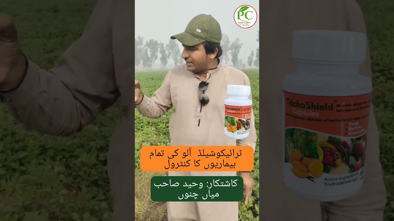 Control of potato diseases by TrichoShield