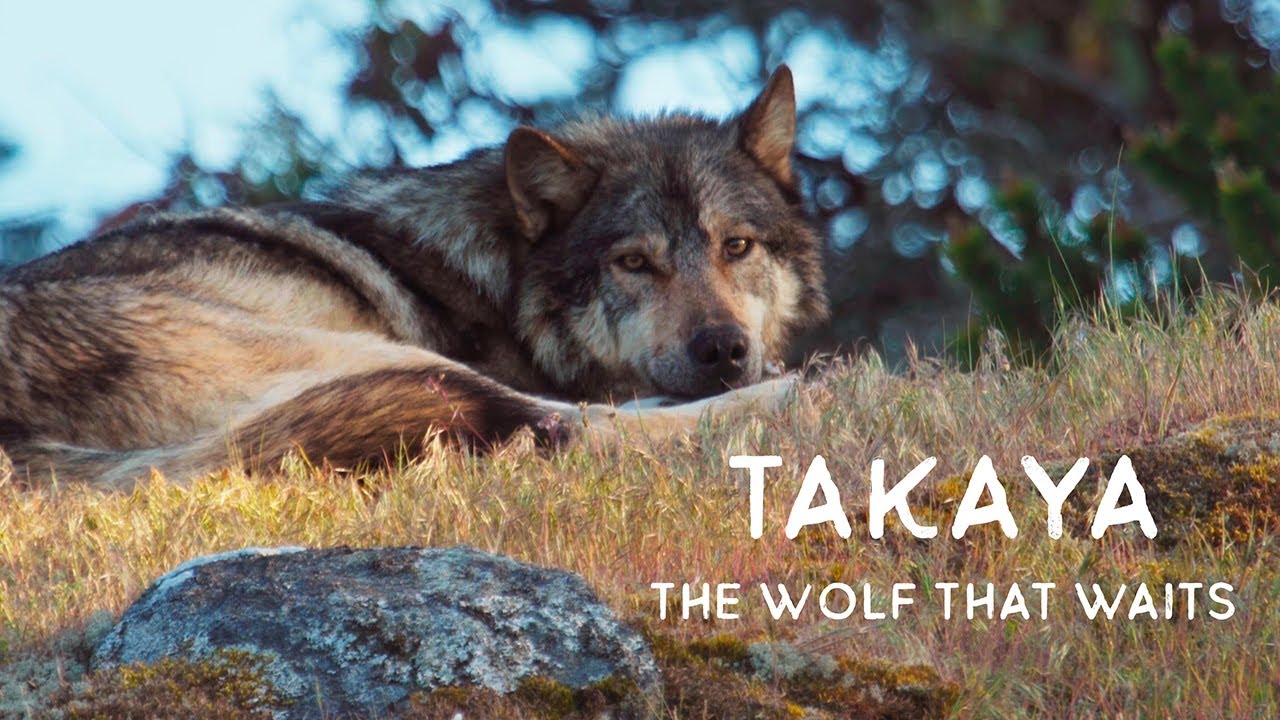 Takaya: The Wolf That Waits