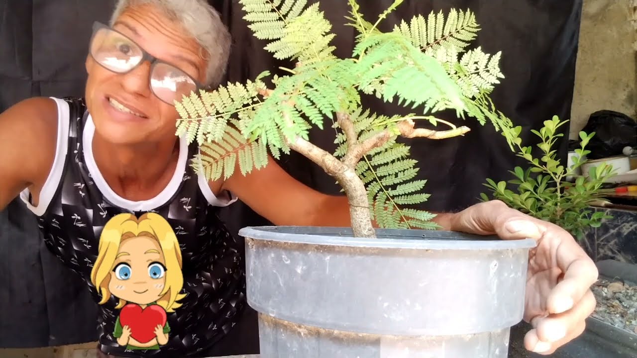 Segunda parte . pre bonsai . Jacarandá mimoso .