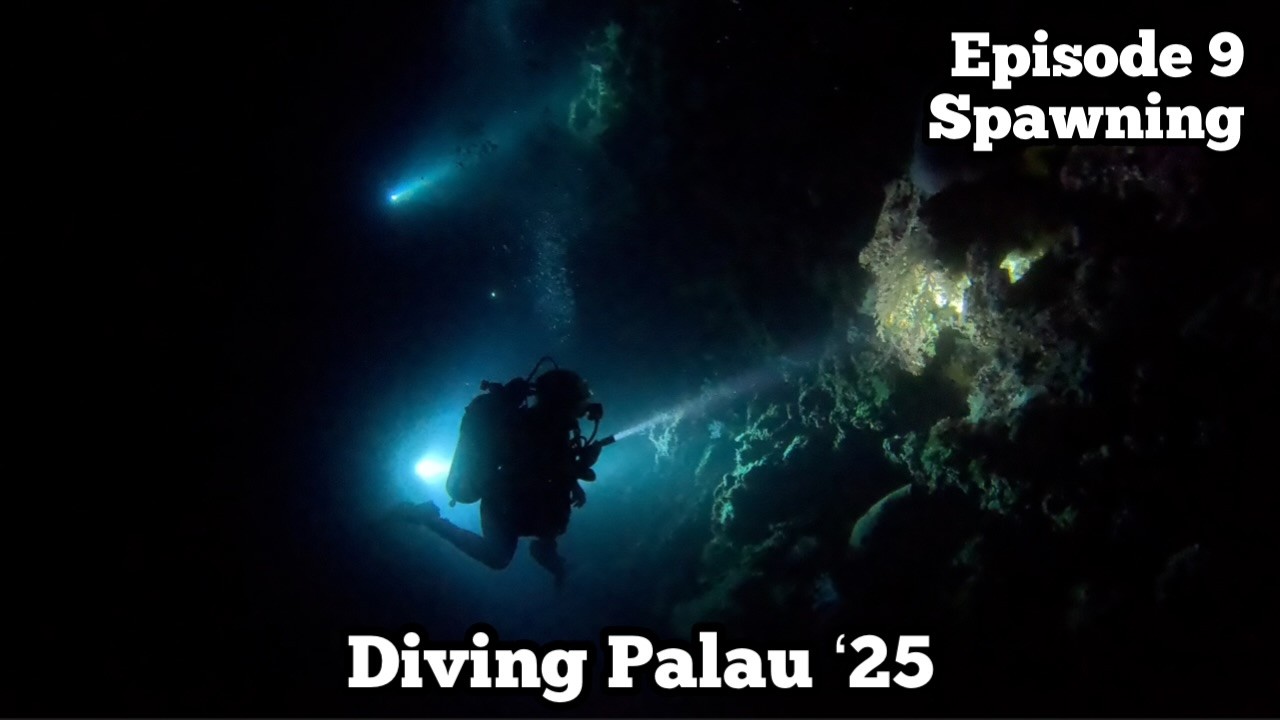 Underwater Expulsions | Shark City, Ulong, German Ch., Big Drop, Ngermelis | Diving Palau '25 Ep 9