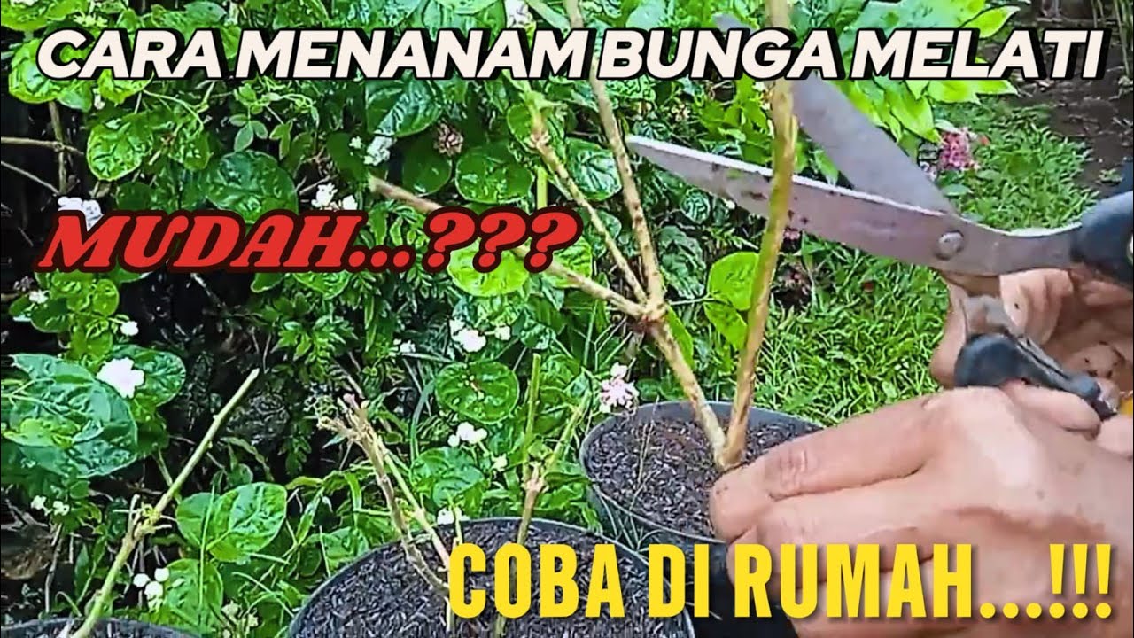 CARA MENANAM BUNGA MELATI DARI STEK BATANG