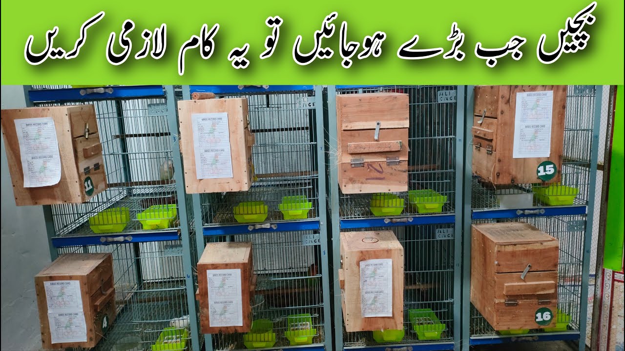 Bachy Bardi Honi Ki Bad Ye kam zaroor krain