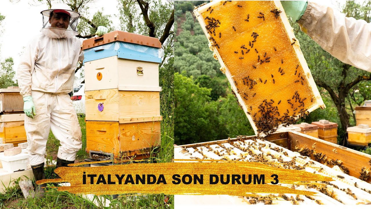 İTALYAN ARIDA SON DURUM 3 | İTALYAN ARISI BAL YAPAR MI ? | Karpat arısında Son durum