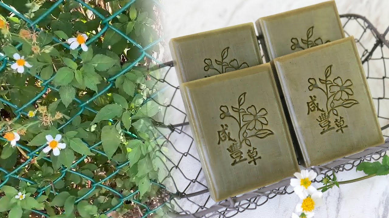 大花咸豐草皂 - Making soaps with the weed: Spanish Needles Bidens alba - 手工皂