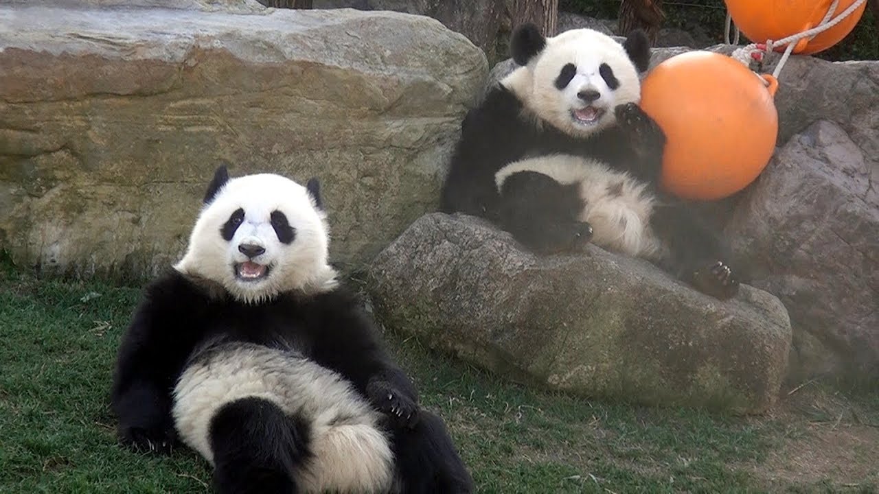 【一緒に動くｗ✨】1歳1ヶ月🐼桜浜＆桃浜🌸🍑ミルク＆レクチャータイム🍼✨【ふたごパンダ】Giant Panda -Ouhin&Touhin-☆Milk & Lecture time