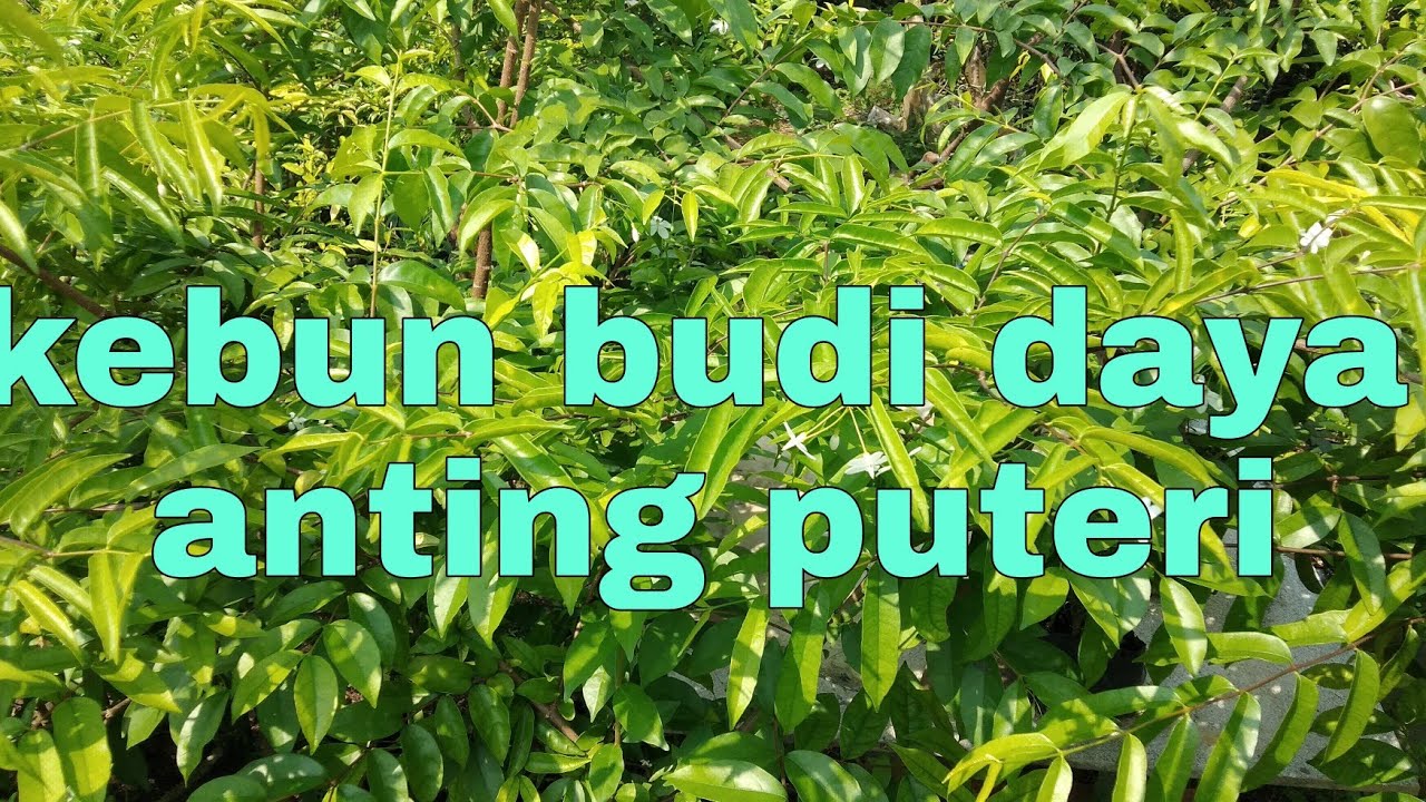 kebun budi daya bahan bonsai anting puteri