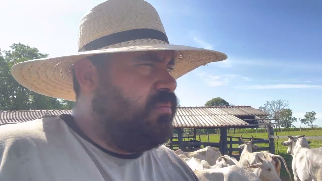 Quantas vaca preciso pra viver da pecu&aacute;ria