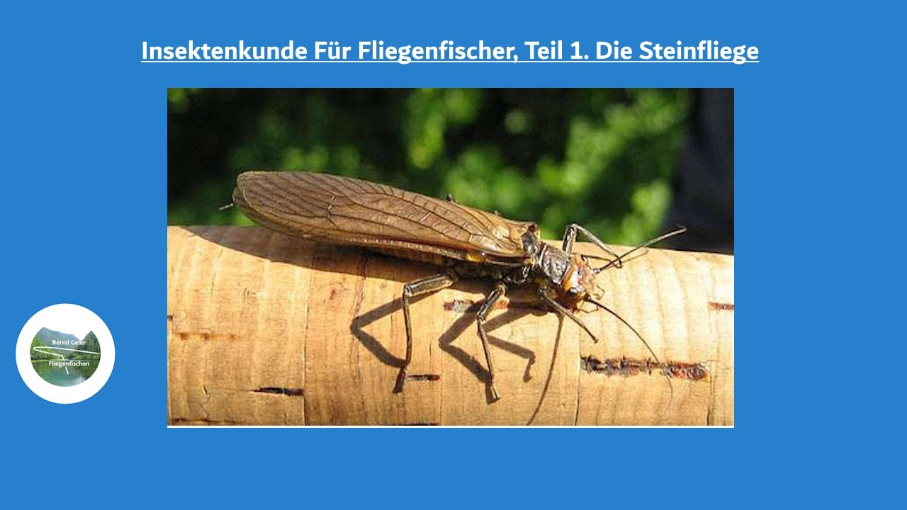 Insektenkunde f&uuml;r Fliegenfischer, Teil 1. Die Steinfliegen
