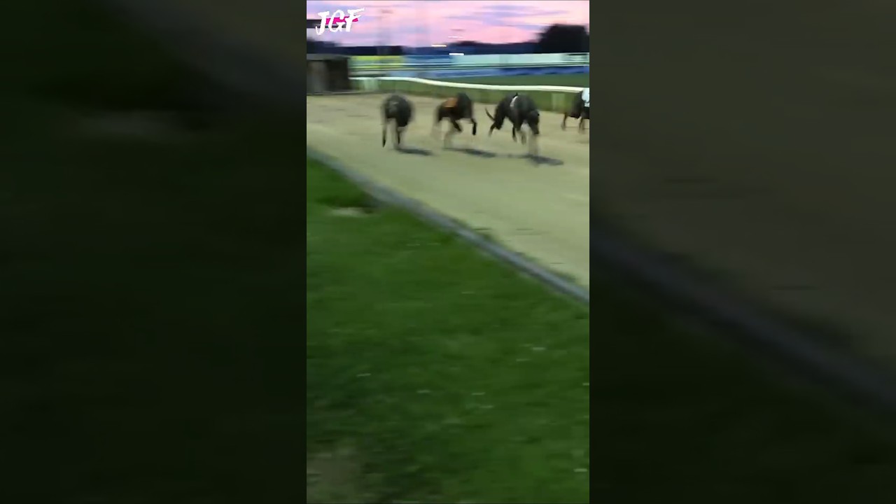 Greyhound racing 480m 🥇🏆🍀