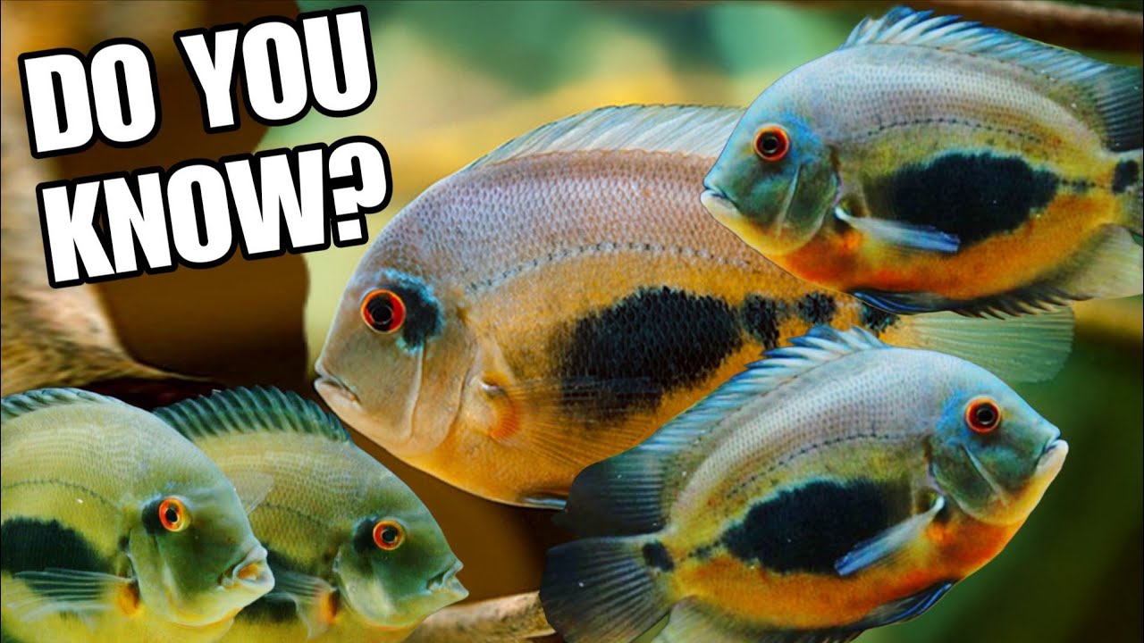 Top 20 Aquarium Fish That You Can Keep Peacefully With Uaru Cichlid