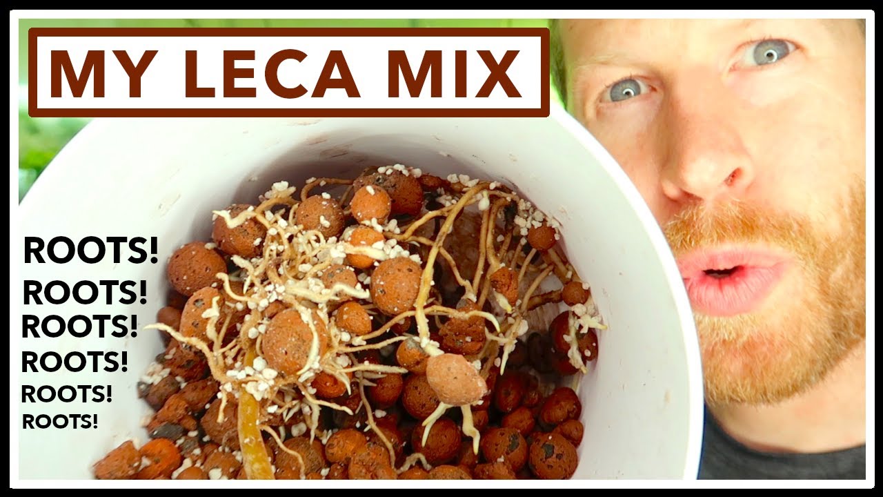 My Favorite LECA Recipe - How to Grow Rare Plants in Semi Hydroponics