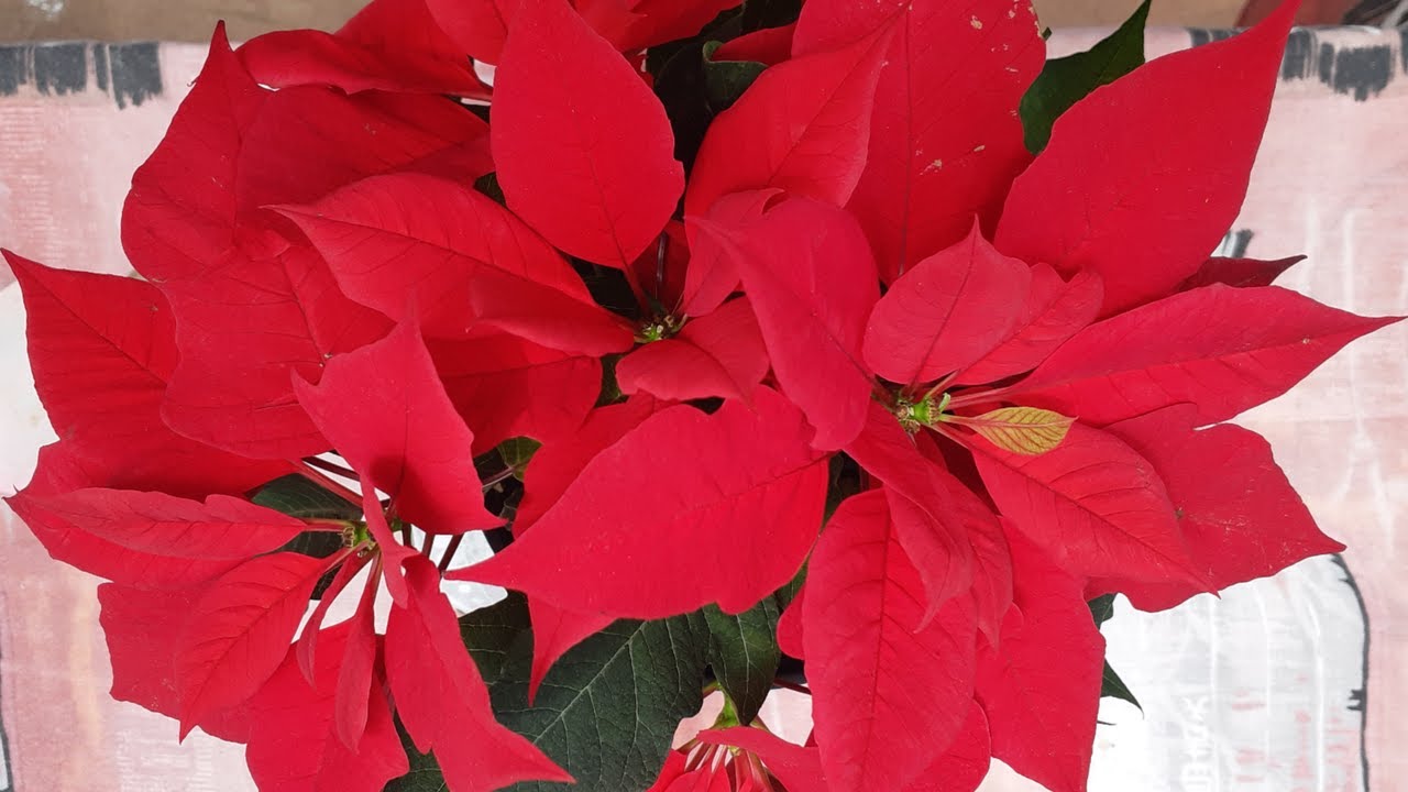 Пересадка пуансеттии — пересадка пуансеттии (Euphorbia Pulcherrima)