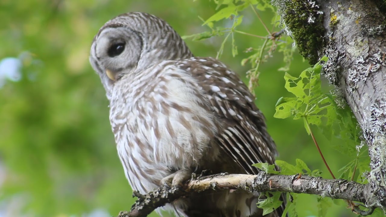 Barred owl hoots