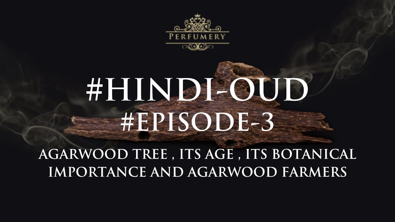 #Hindi-Oud - Episode 03 -Agarwood Tree , Oud Oil Age and How Agarwood Oil is Extrated in Assam India