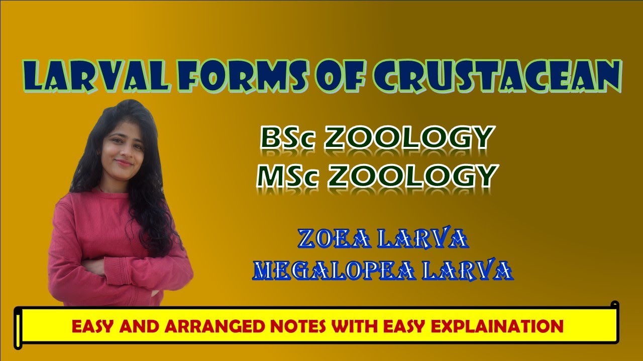 LARVA OF CRUSTACEANS ZOEA  MEGALOPEA LARVA BSC MSC ZOOLOGY|BIOLOGYWITHJAGRITI WITH ARRANGED NOTES