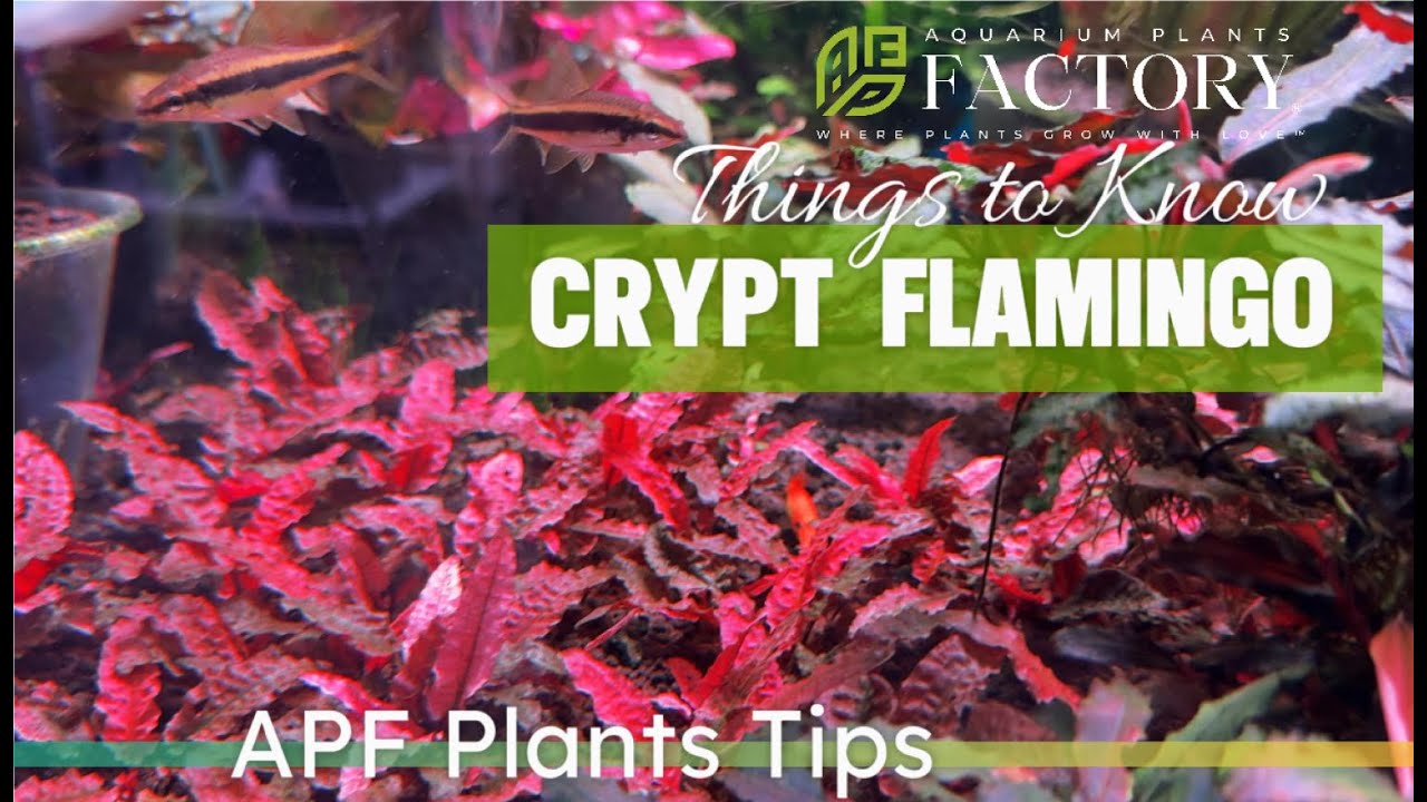 How to Grow Cryptocoryne Pink Flamingo: The Ultimate Guide to Vibrant Aquascaping!