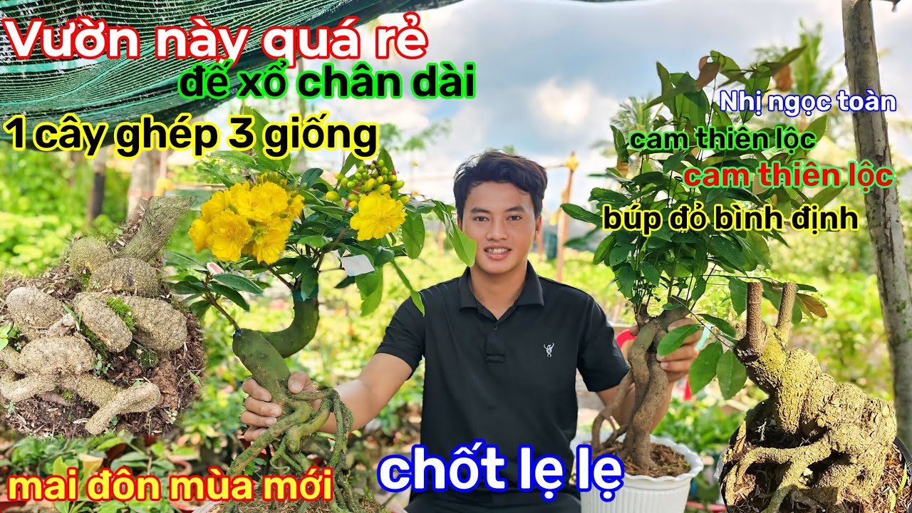 🌲6/3☎️vườn mai Bạn Thắng☎️mai ghép mùa mới🌲đế chân dài🌲giảm giá mềm🌲1 cây 3 giống 