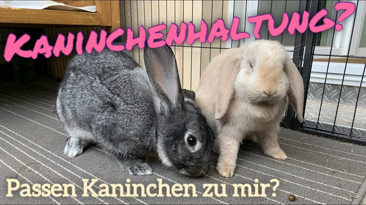 Passen Kaninchen zu mir? | Stupsnasenbande