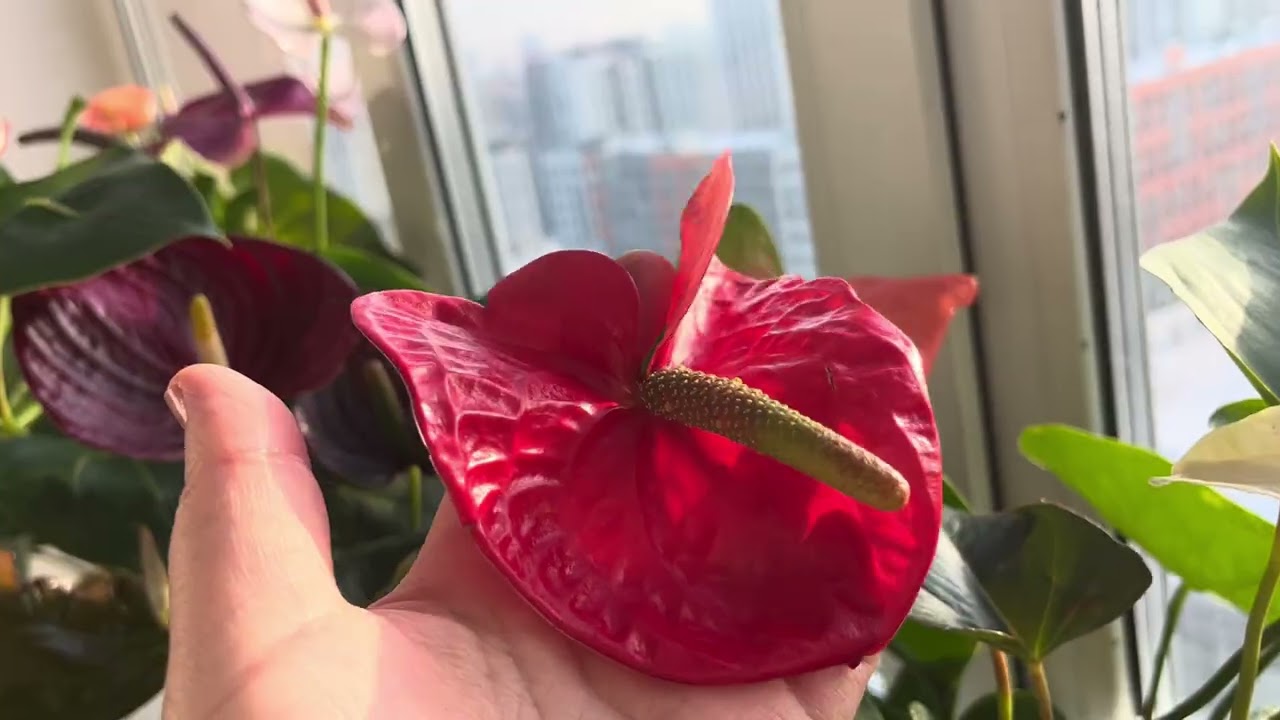 Антуриумы на солнышке))😍