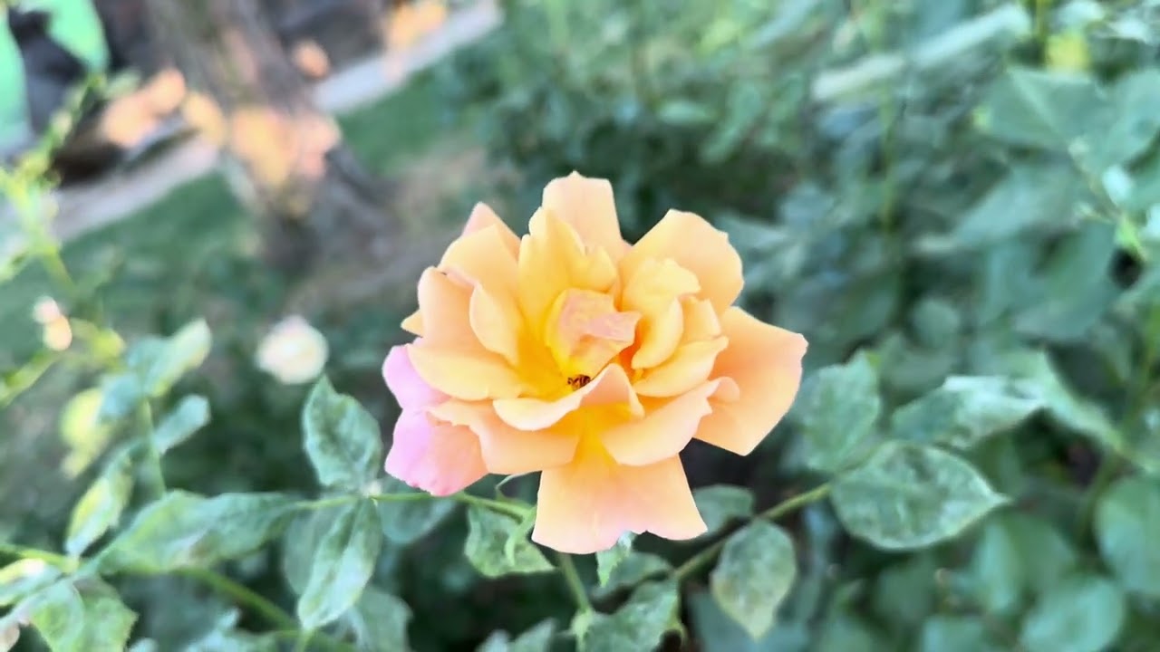 Trandafiri colorati. #relaxing #rose #colors 