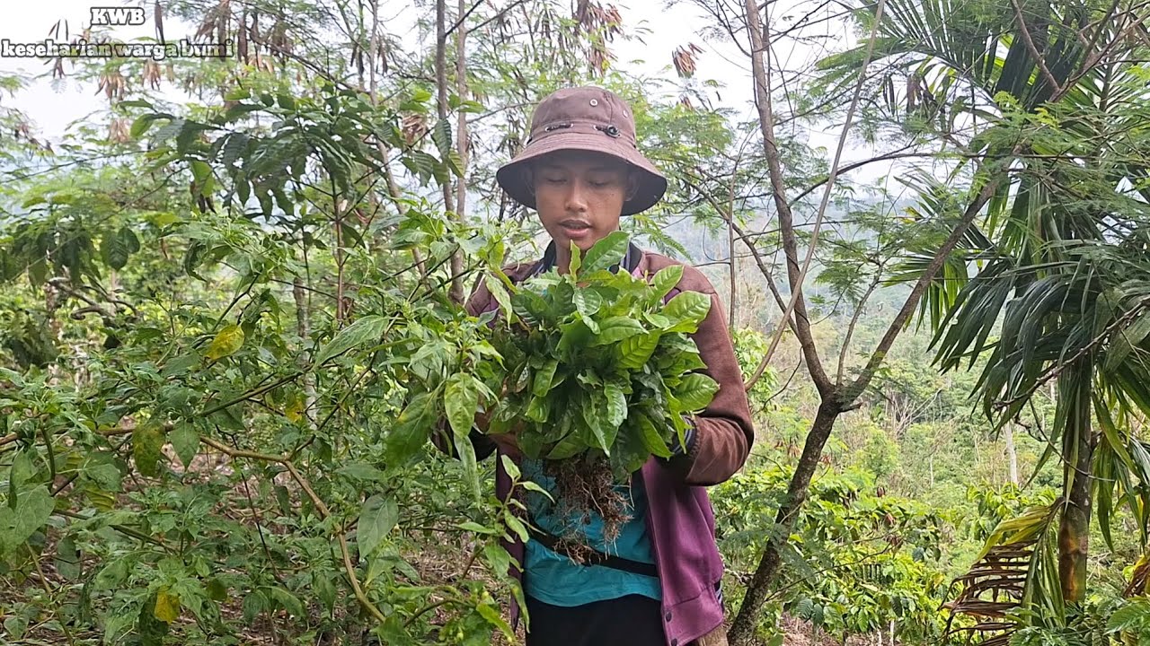 Kehidupan Nyata Pemuda Kebun, Hari Ini Aku Tanam Bibit Kopi
