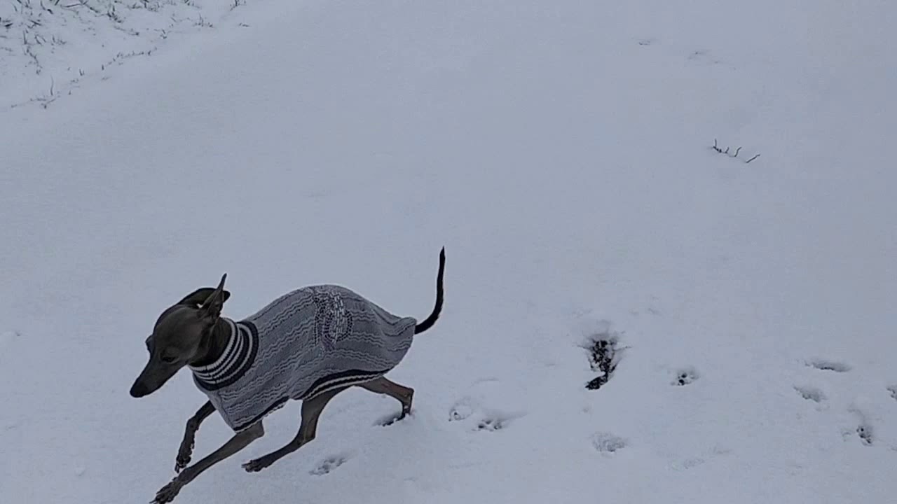 Italienisches Windspiel und Prager Rattler glücklich im Schnee