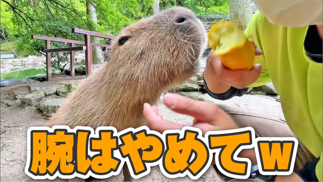 飼育員がビビる程喰らいついちゃうカピバラのりょうすけ！ Capybara eat zucchini