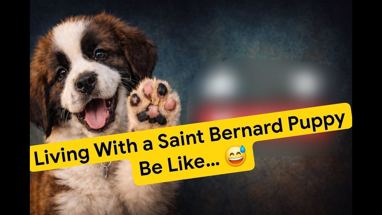 Meet Luna — Our Saint Bernard Puppy 🐾
