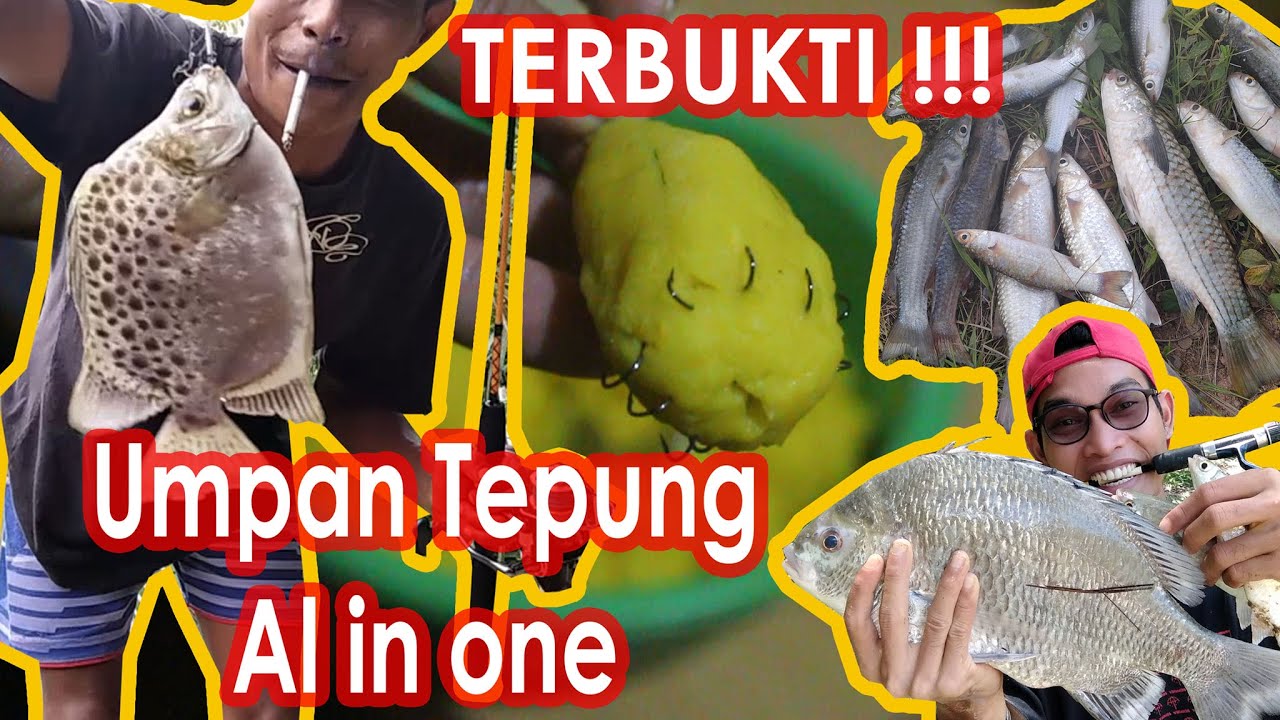 Terbukti ! Cara Membuat Umpan Tepung Teknik Dasaran : Untuk Semua Jenis Ikan Belanak Di Semua Spot